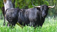PENTECÔTE À VIC – Des Miura pour une feria toto-toro